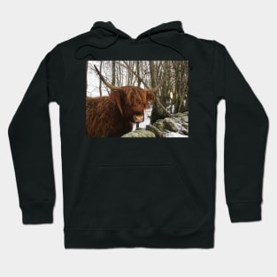 Scottish Highland Cattle Cow 2229 Hoodie